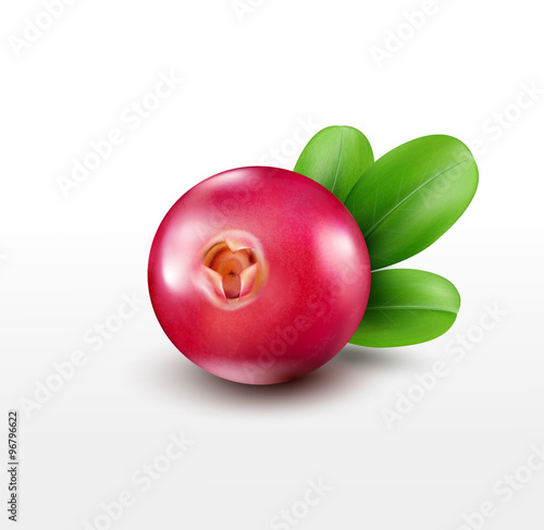 Vector isolated cranberries on a white background