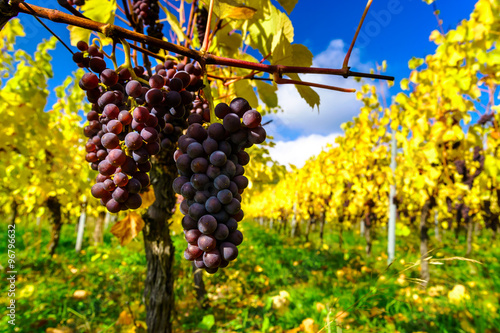 Autumnal colors of alsacien vineyards, France