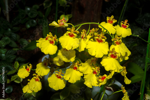 Yellow Orchid flower close-up