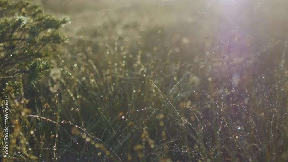 Close up of marsh grass stems covered in morning dew swaying slowly in the wind during a summer sunrise in wetlands Close up of marsh grass stems covered in morning dew swaying slowly in the wind during a summer sunrise in wetlands