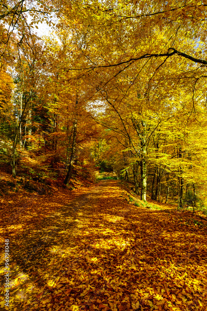 Golden autumnal trees in the forest, nature