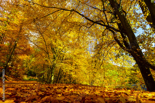 Golden autumnal trees in the forest  nature