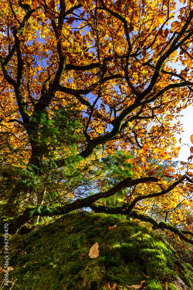 Golden autumnal trees in the forest, nature
