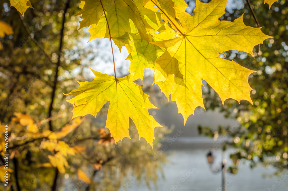 Maple foliage in sun light