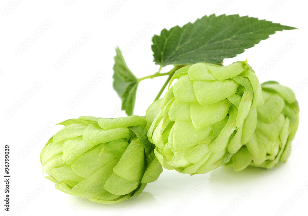 Hops isolated on white background. Hops isolated on white background.