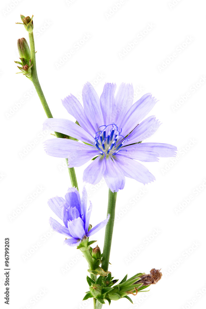 Branch with blooming chicory;flowers chicory. Branch with blooming chicory;flowers chicory.