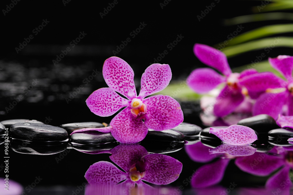 Fototapeta premium Beautiful pink orchid with green plant and therapy stones 