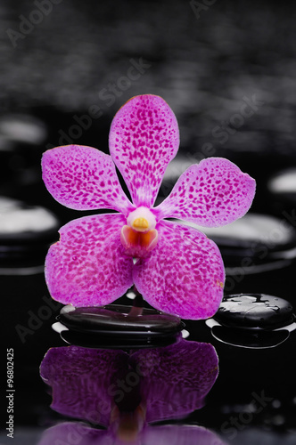 beautiful pink orchid with therapy stones  photo