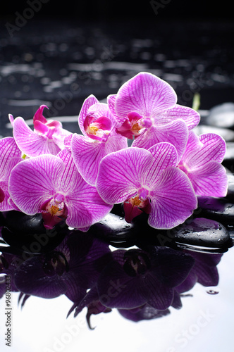 Set of branch pink orchid with therapy stones  photo