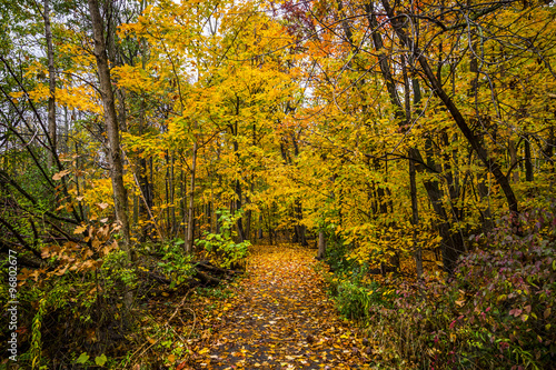 Fall Colored Forest © Chris Gardiner