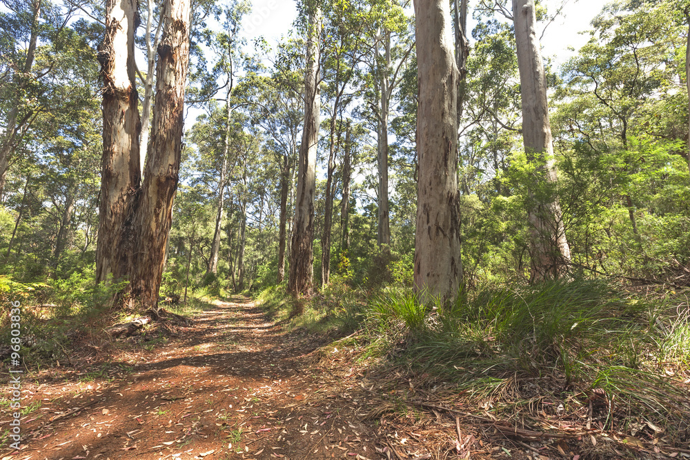 Walking Trail in the Karri Forest with Green Leaves and Lush Green Ground Cover on Forest Floor