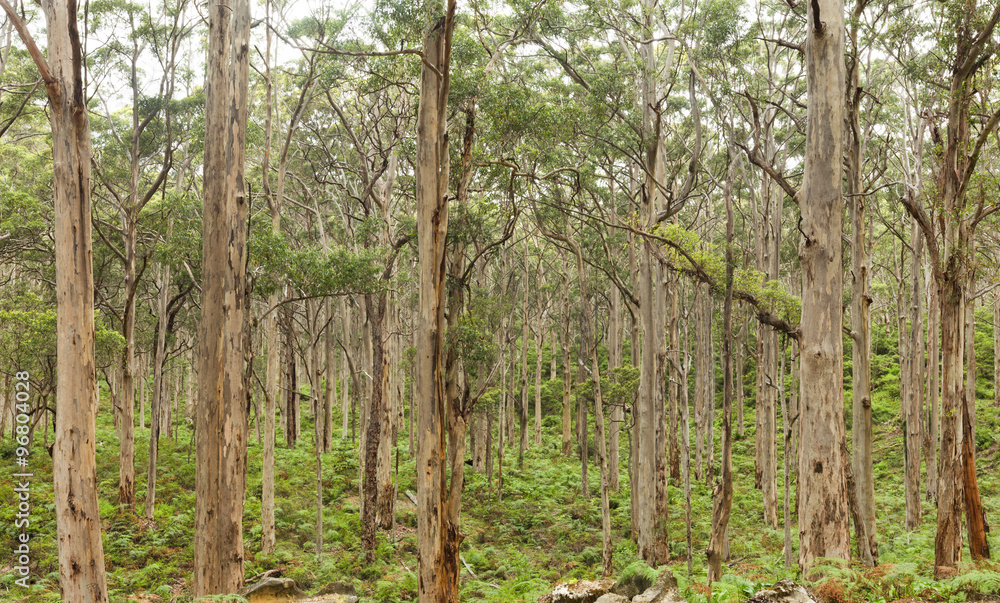 Tall White Bark Karri Trees in the Forest Tall White Bark Karri Trees in the Forest