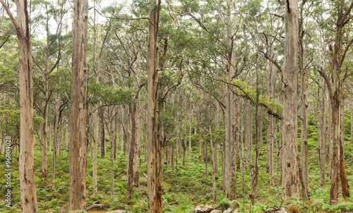 Tall White Bark Karri Trees in the Forest