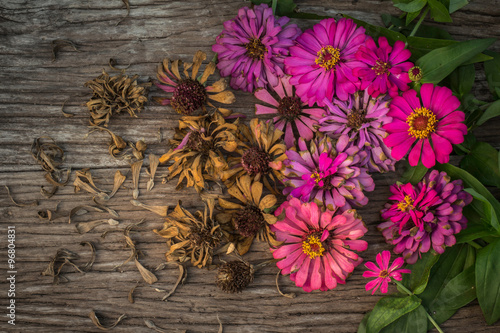 Billede på lærred fresh and dry zinnia flowers
