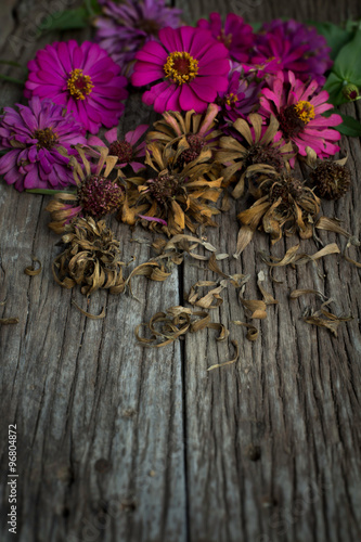 fresh and dry zinnia flowers