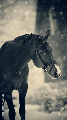 Portrait of a sports horse in the winter. © Azaliya (Elya Vatel)
