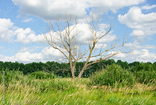 dry tree against the blue sky and meadows. Ukraine