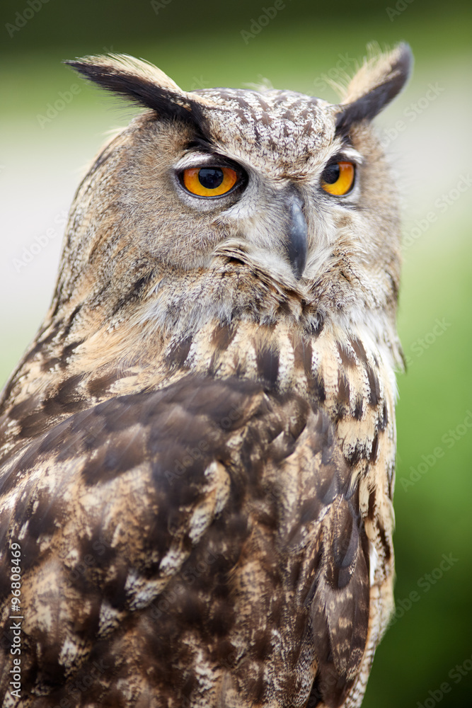 Close up of an owl Close up of an owl