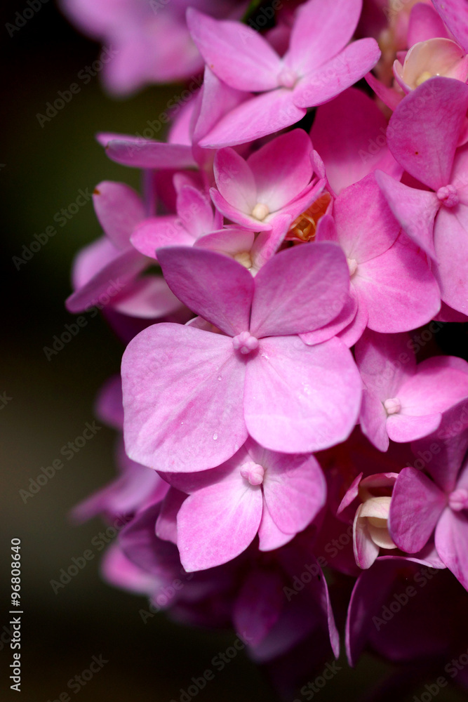 pink hydrangea flower close up pink hydrangea flower close up