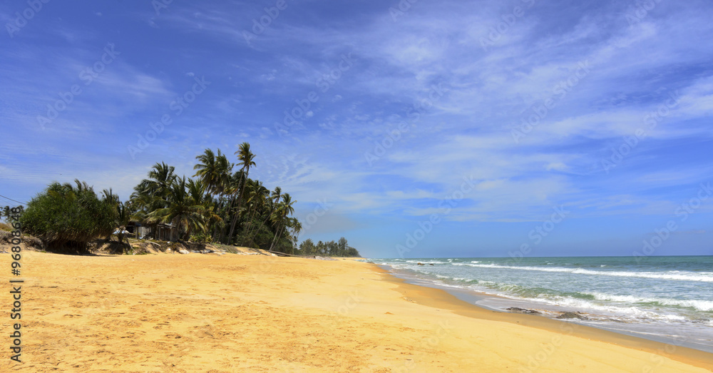 Coconut palm on the beauty beach at Rantau Abang, Terengganu, Malaysia Coconut palm on the beauty beach at Rantau Abang, Terengganu, Malaysia