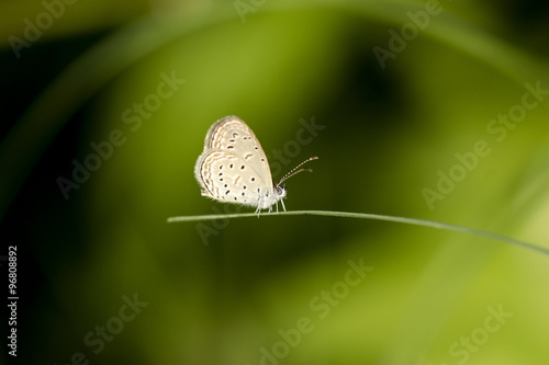butterfly name Tiny grass blue (Zizula hylax) photo