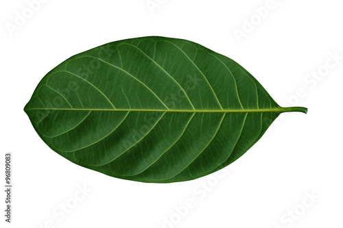 The back of Jackfruit leaves on white background.