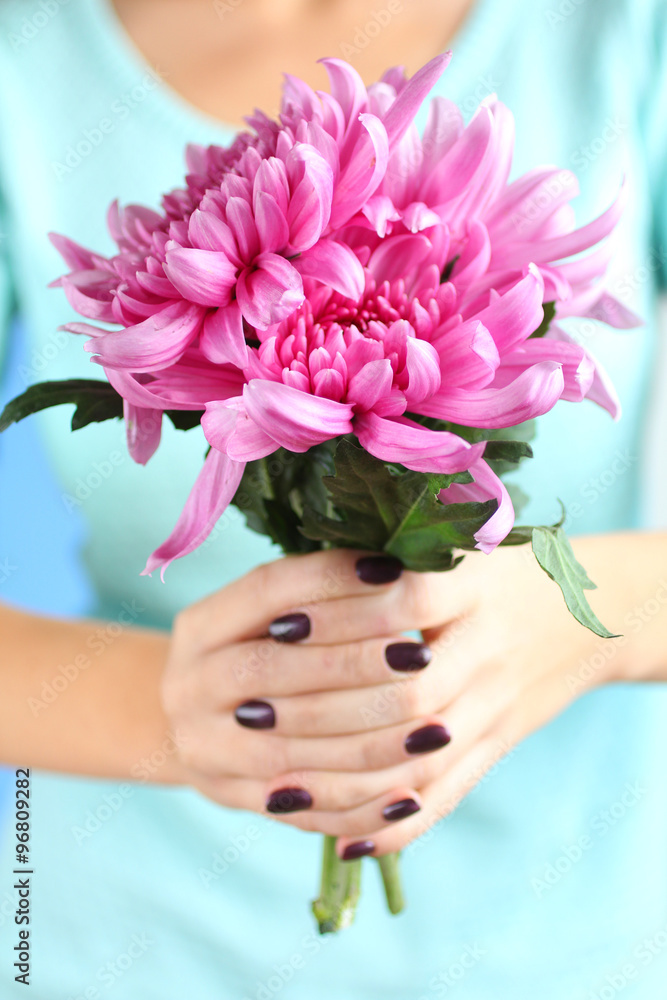 bright purple chrysanthemums in the hands of women
