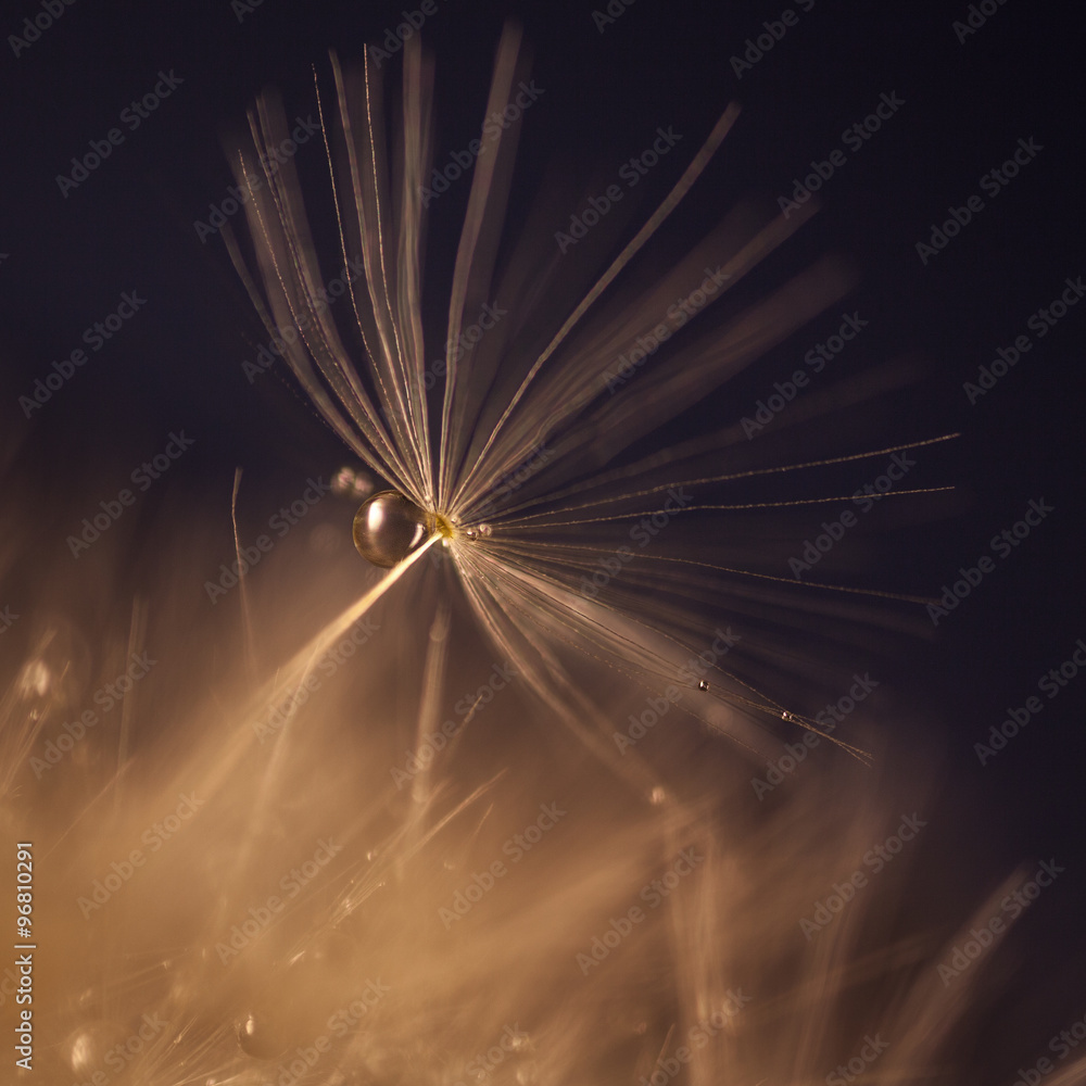 Naklejka premium Water drop and dandelion seed