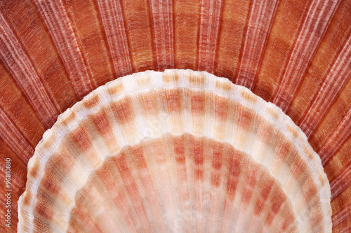 backgroun of seashells of mollusk, close up