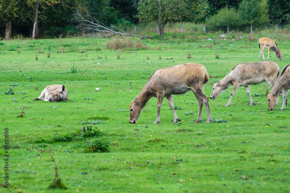 Pere David's deer (Elaphurus davidianus), also known as the milu