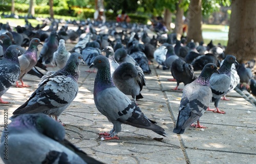 group of pigeons