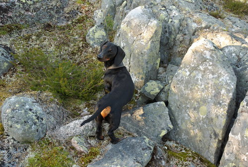 Dachshund on rock in tundra 