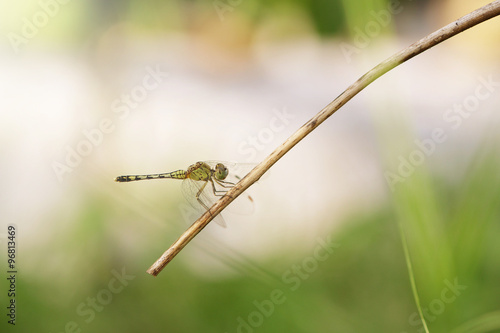 Dragonfly