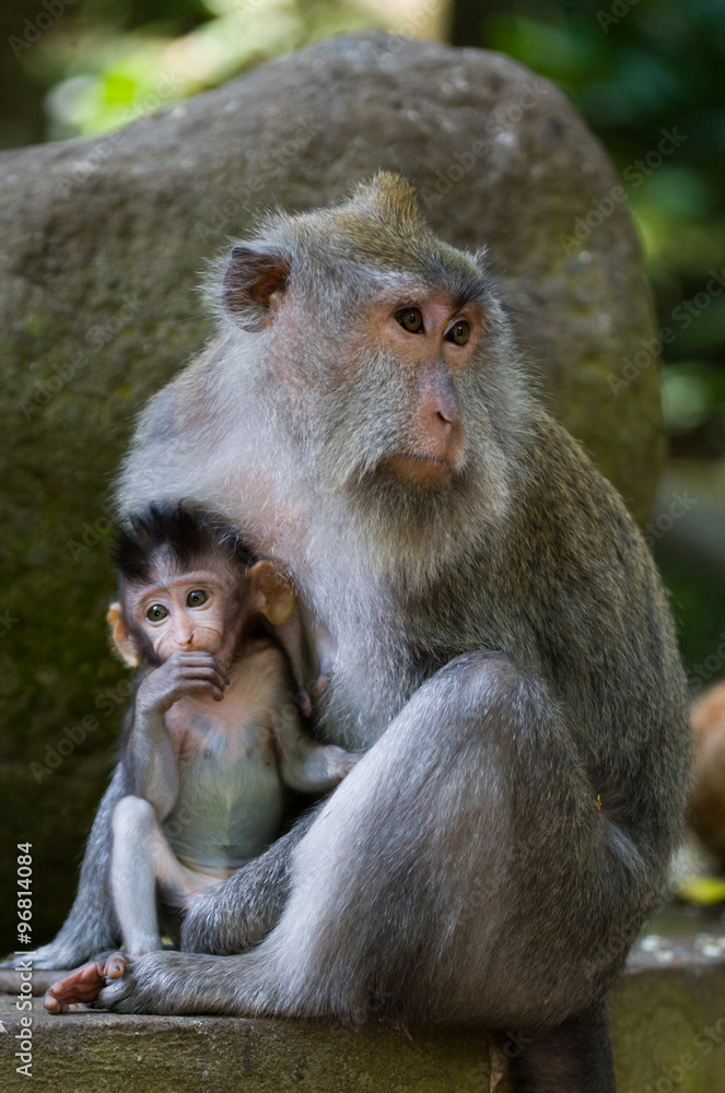 Macaque with a baby. Indonesia. The island of Bali. An excellent illustration.