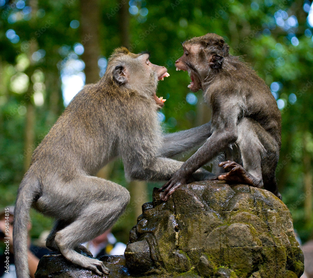 Two macaques play each other in the temple. Indonesia. The island of Bali. An excellent illustration.