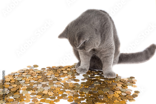 Fototapeta Naklejka Na Ścianę i Meble -  Кот с деньгами