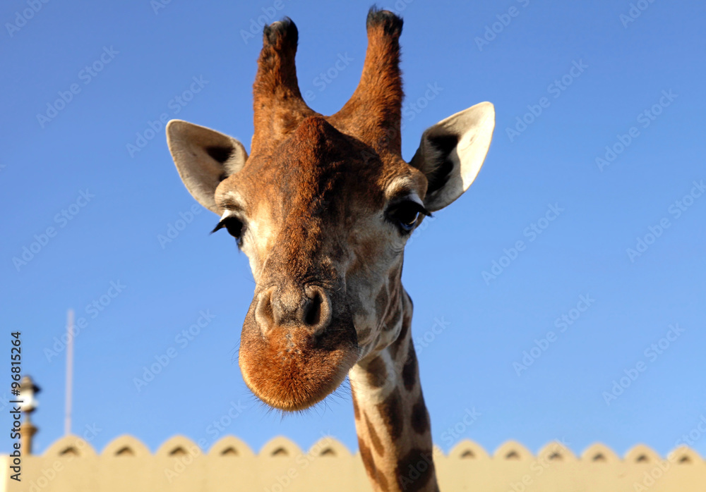 Obraz premium giraffe head close up on sky background