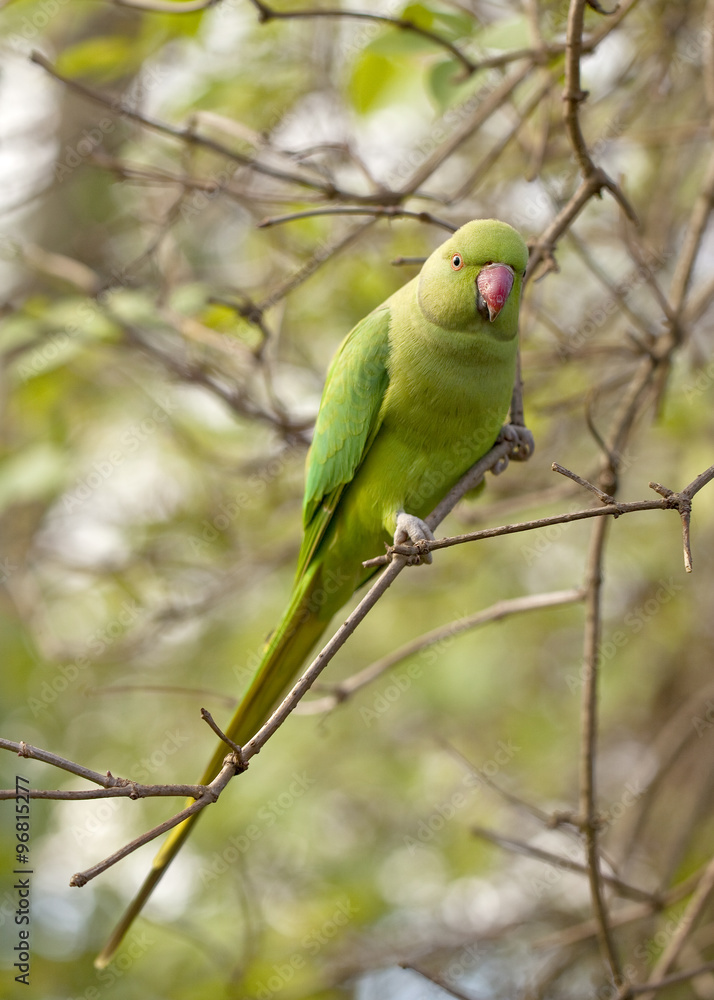 Found in the Wilds of Inner London. A flock of green parrots live in Kensington Garden. They are the offspring of parrots that escaped captivity and now live free in the woods in the garden. Found in the Wilds of Inner London. A flock of green parrots live in Kensington Garden. They are the offspring of parrots that escaped captivity and now live free in the woods in the garden.