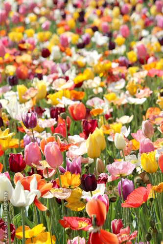 Poppies and Tulips 2