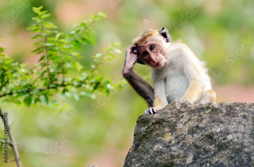 Toque macaque. Macaca sinica Sigiriya. Sri Lanka. Asia. © Alena