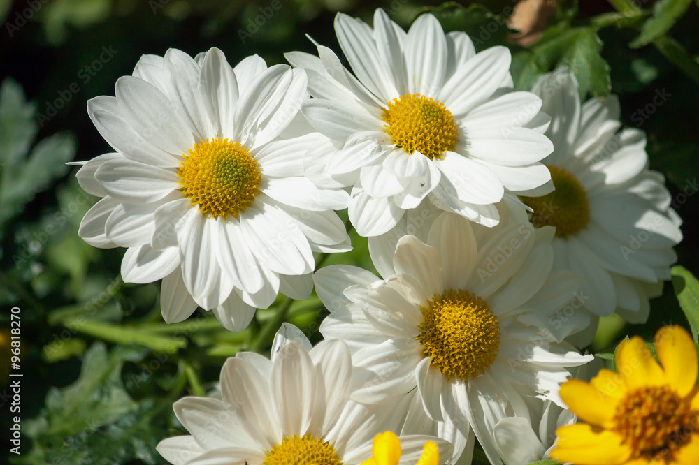 Chamomile flowers in the garden Chamomile flowers in the garden