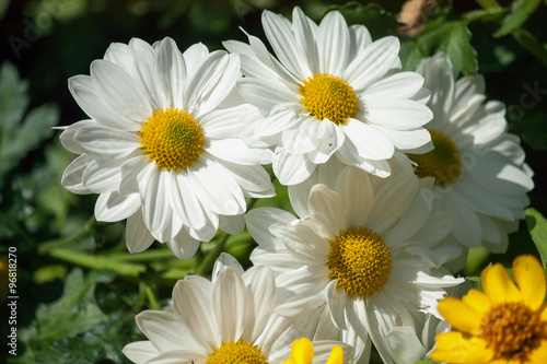 Chamomile flowers in the garden