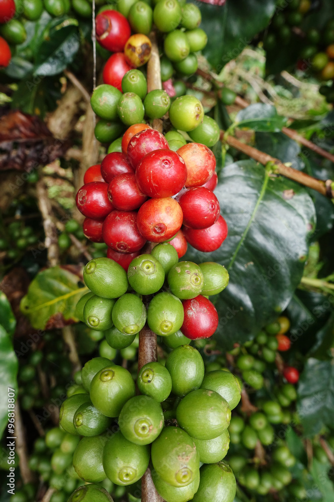 Coffee beans ripening on a tree. Coffee beans ripening on a tree.