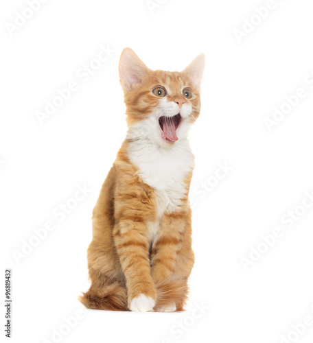 cat yelling on white background