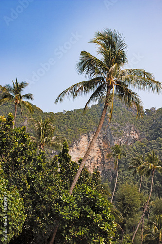 Wallpaper Mural tall palm tree on a background of mountains and blue sky Torontodigital.ca