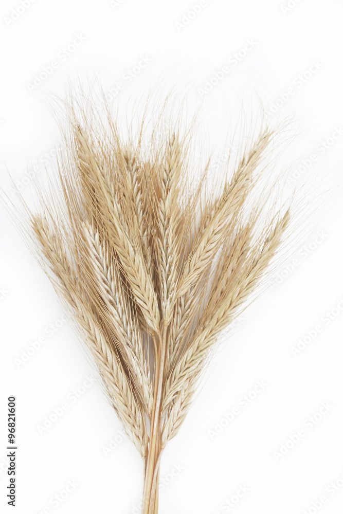 segale. Cereale isolato su sfondo bianco segale. Cereale isolato su sfondo bianco
