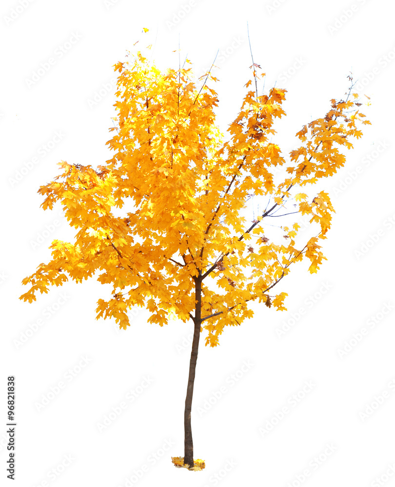 Autumnal tree isolated on white Autumnal tree isolated on white