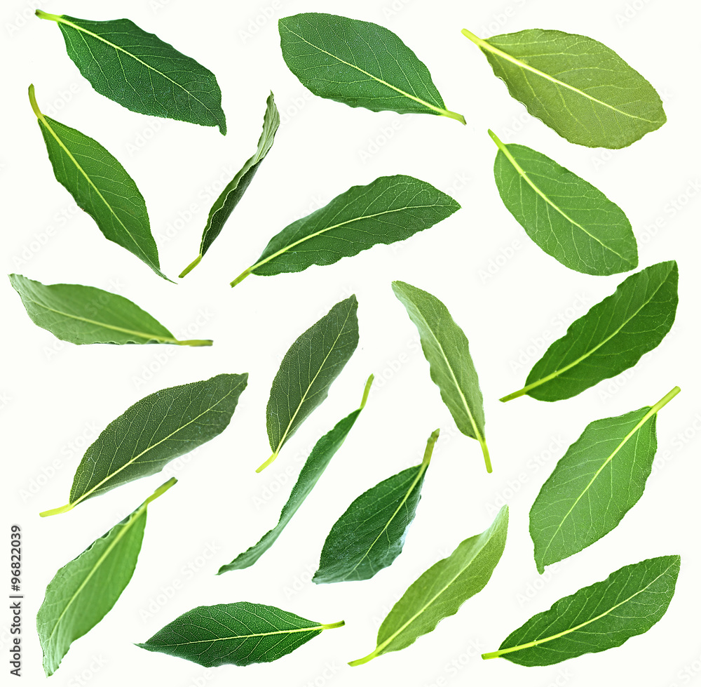 Fresh green bay leaves, isolated on white Fresh green bay leaves, isolated on white