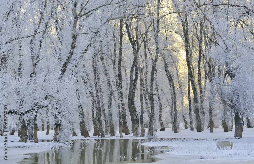 Obraz premium Frosty winter trees