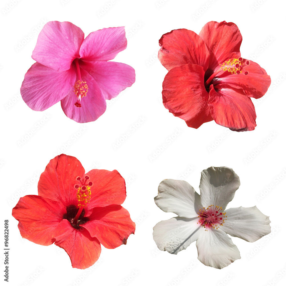Hibiscus on a white background Hibiscus on a white background